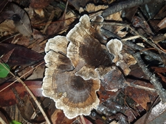 Hydnellum auratile