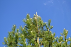 Pinus nigra laricio