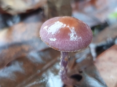 Thaxterogaster submagellanicus