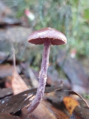 Thaxterogaster submagellanicus