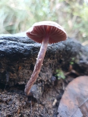 Thaxterogaster submagellanicus