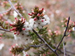 Styphelia attenuata