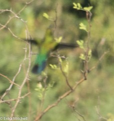 Eulampis holosericeus