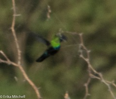 Eulampis holosericeus