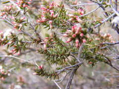 Styphelia attenuata