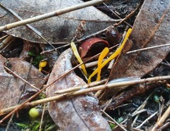 Clavulinopsis amoena