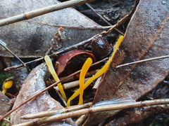 Clavulinopsis amoena