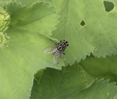 Graphomya maculata