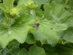 Graphomya maculata