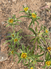 Asteriscus aquaticus