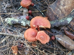 Cortinarius kula