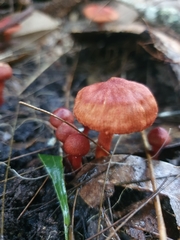 Cortinarius kula
