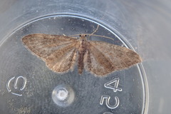 Eupithecia satyrata
