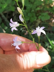 Campanula rapunculus