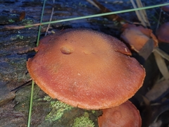 Gymnopilus ferruginosus