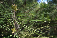 Pinus nigra laricio