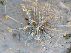 Achillea maritima maritima