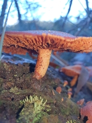 Gymnopilus ferruginosus