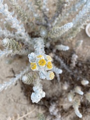 Achillea maritima maritima