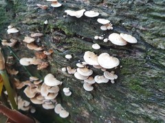 Panellus luxfilamentus