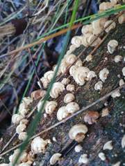 Panellus luxfilamentus