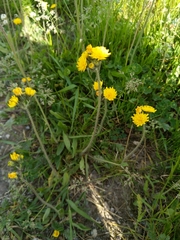 Crepis praemorsa