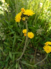 Crepis praemorsa