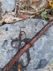 Chordodes