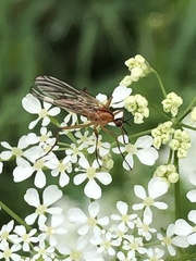 Empis stercorea