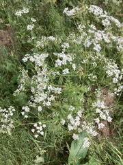 Anthriscus sylvestris