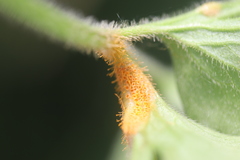 Aecidium ranunculi-acris