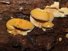 Rigidoporus laetus