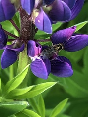 Dasysyrphus pinastri