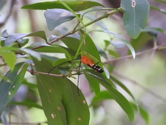 Leuconitocris nigricornis