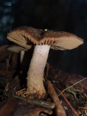 Cuphocybe
