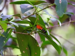 Leuconitocris nigricornis