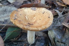 Russula neerimea