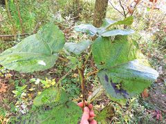 Populus heterophylla