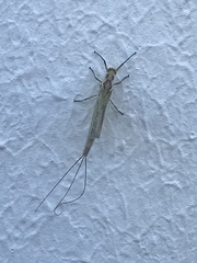 Ephemera glaucops