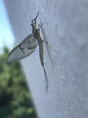 Ephemera glaucops