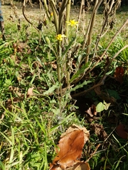 Senecio consanguineus