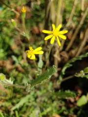 Senecio consanguineus
