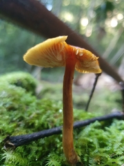 Gymnopilus ferruginosus
