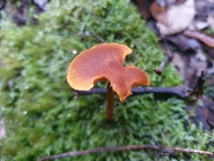 Gymnopilus ferruginosus