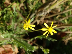 Senecio consanguineus