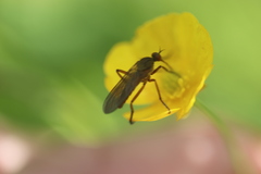 Empis livida