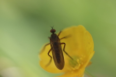 Empis livida