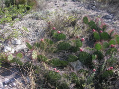 Opuntia stenopetala