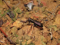 Heptodonta posticalis