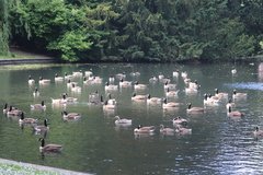 Branta canadensis